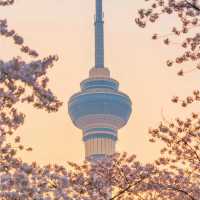 3月行程還沒安排？日本本州櫻花季，錯過等一年！