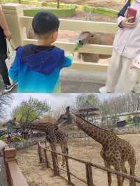 帶娃打卡北京野生動物園的正確姿勢~