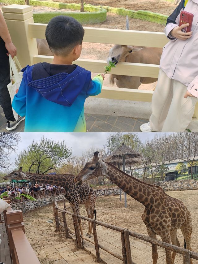 帶娃打卡北京野生動物園的正確姿勢~