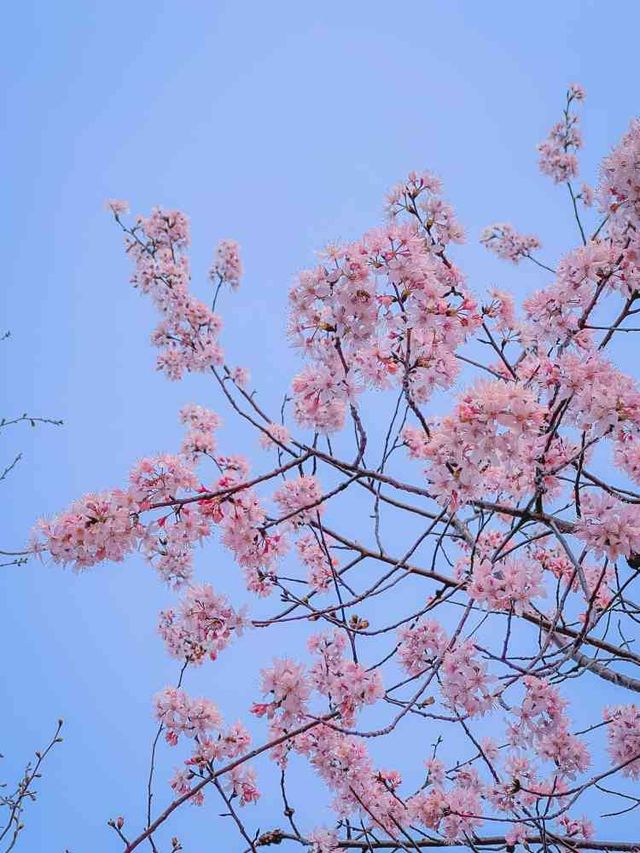 美爆春天的櫻花開啦！岳陽免費櫻花園攻略