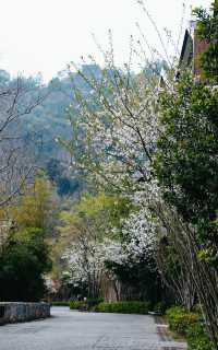 春光花事 栖山幽谷