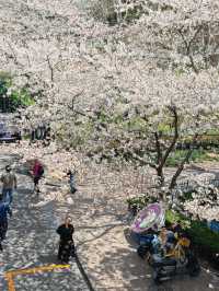 今日賞櫻必到｜虹口足球場櫻花季限定浪漫！