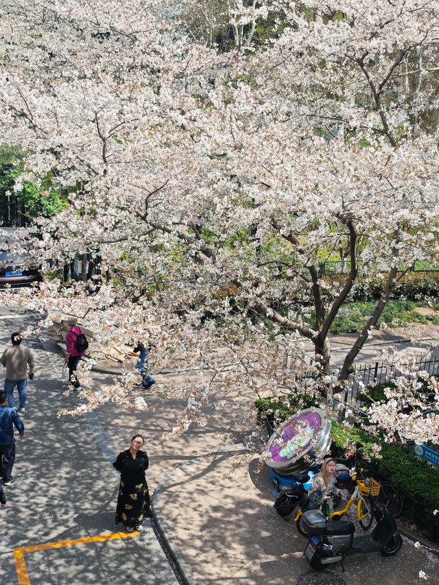 今日賞櫻必到｜虹口足球場櫻花季限定浪漫！
