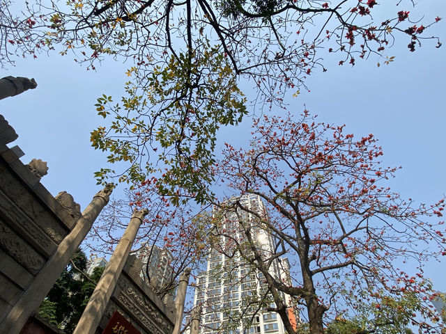 廣州農講所賞木棉花之旅