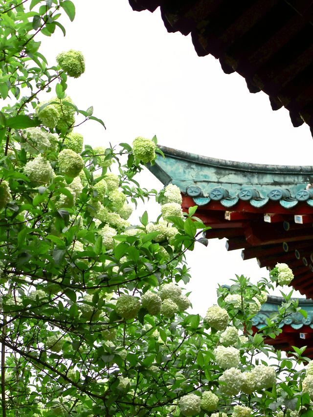 長沙烈士公園繡球花觀賞攻略4月必衝