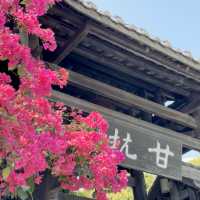 甘坑古鎮丨肆意生長的春🌸