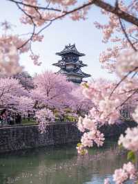 函館櫻花三日：山海與人文交織的春日巡禮