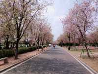 Shipai Park: Blooming as A Bomb of Colours in Dongguan