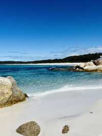 Tasmania wonders of animal kingdom #tasmania