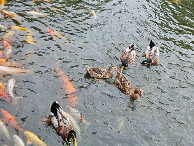 不要錯過在中山的著名蘇杭園林建築-詹園