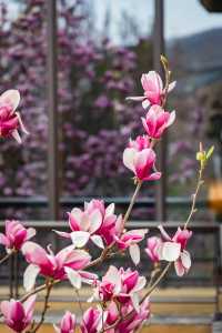 以玉蘭之名，展開一場泉暖花香的療癒之旅——
