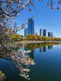 🌸四月大阪城公園，櫻花絕美之境