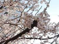 🌸釜山大學，邂逅浪漫櫻海🌸