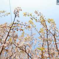 🌸釜山必衝！東柏地鐵站2號出口的隱藏版櫻花秘境！
