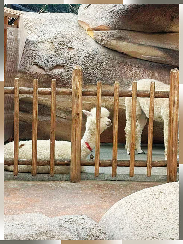 端午江浙樂園大合集