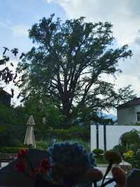 喺500年銀杏樹下，過咗一個神仙端午節