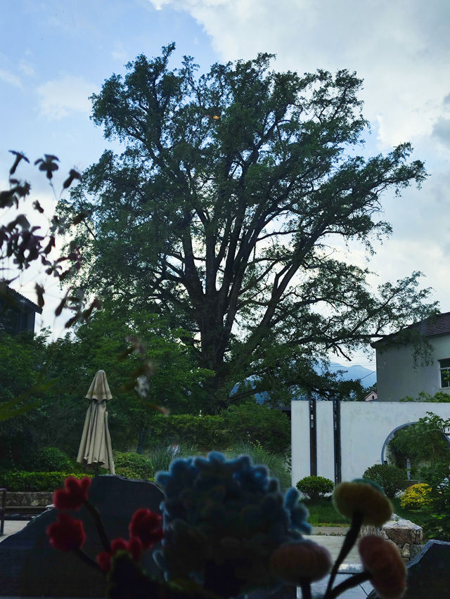 喺500年銀杏樹下，過咗一個神仙端午節