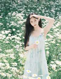 盛開嘅小雛菊，係初夏嘅清新浪漫啊