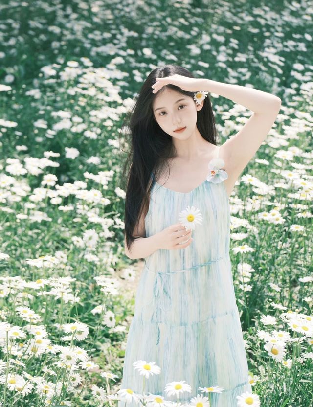 盛開嘅小雛菊，係初夏嘅清新浪漫啊