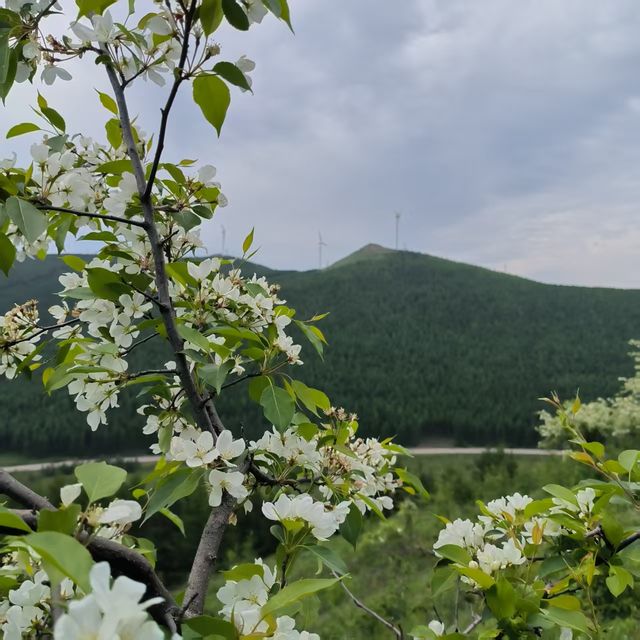 子天山六月美景如調色盤