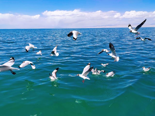 遊玩青海湖，與海鷗共舞