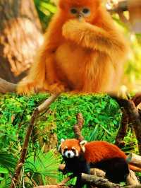 喺唔去紅山森林動物園，就冇機會喇，我真係好想去呀！