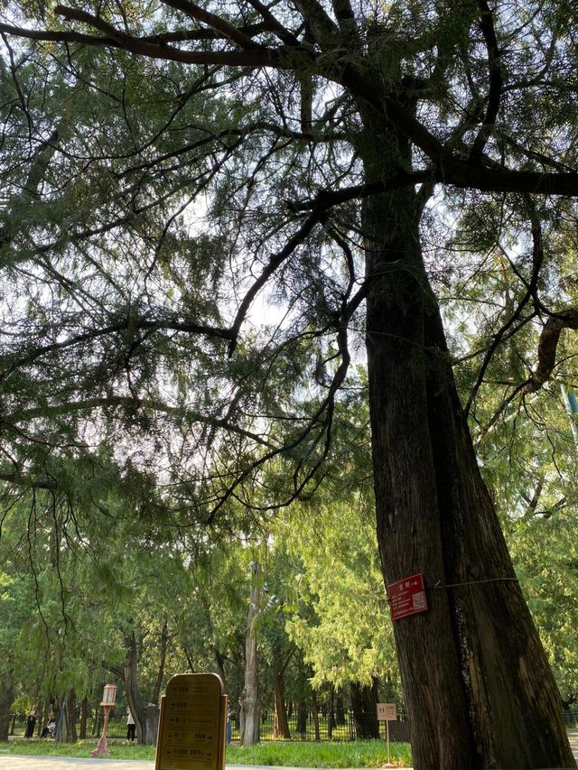 天壇晨光中的心靈治癒