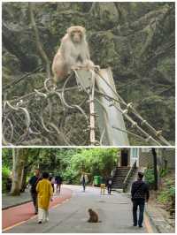 ## 黔靈山公園避猴指南