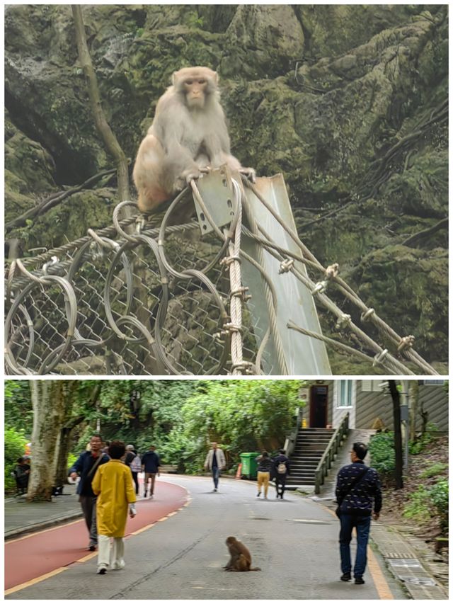 ## 黔靈山公園避猴指南