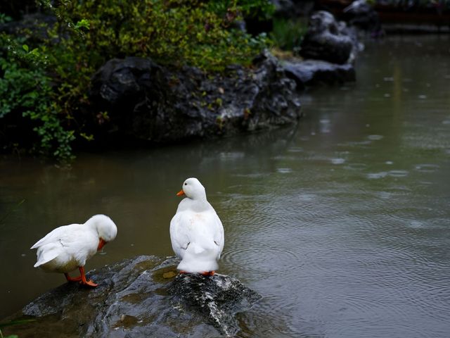 葛仙村旅遊攻略