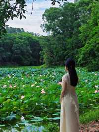 6.28大夫山荷花實況任我醉倒在🪷池邊