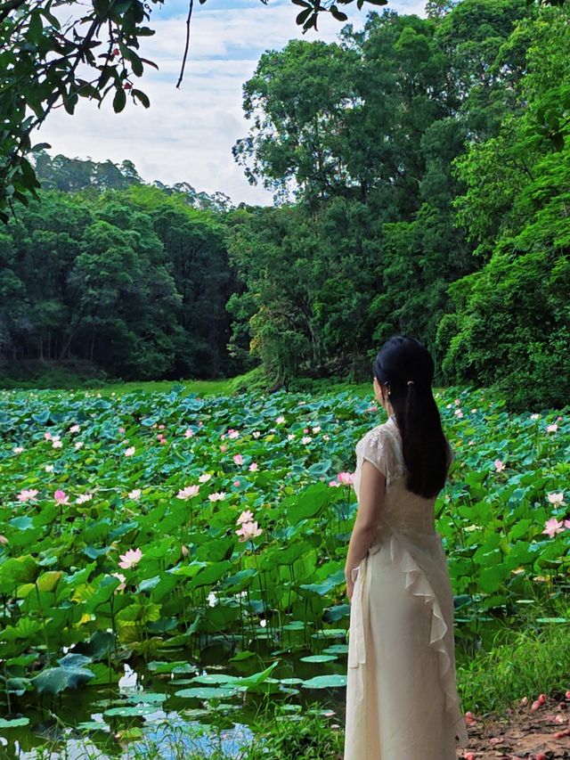 6.28大夫山荷花實況任我醉倒在🪷池邊