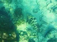 Beneath the Azure: Snorkeling & Marine Life at Koh Tao's Tanote Bay