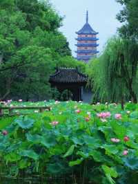 蘇州賞荷攻略｜10大賞荷地，你去過邊幾個|||蘇州夏日賞荷花🪷保姆級攻略嚟啦 夏天係荷花盛開嘅