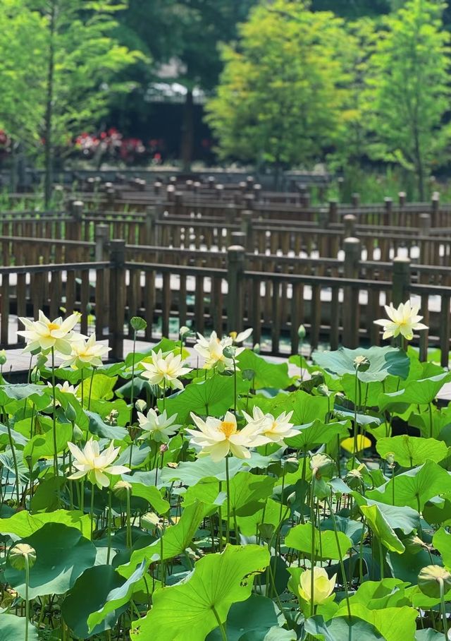 住錦江之星品尚，逛五緣灣濕地公園