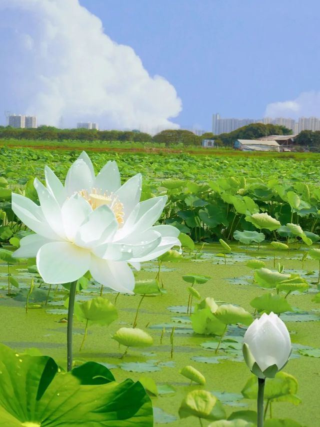 夏日福建賞荷攻略嚟啦！