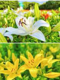 瀋水灣，邂逅百合花嘅浪漫之約