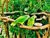 Tamao Wildlife Rescue: Cambodia’s Sanctuary of Hope