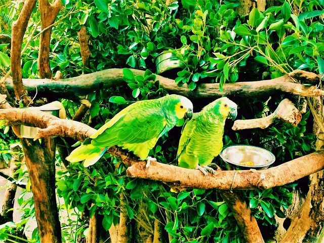 Tamao Wildlife Rescue: Cambodia’s Sanctuary of Hope