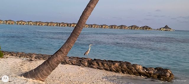 A Heartfelt Return to Sun Island