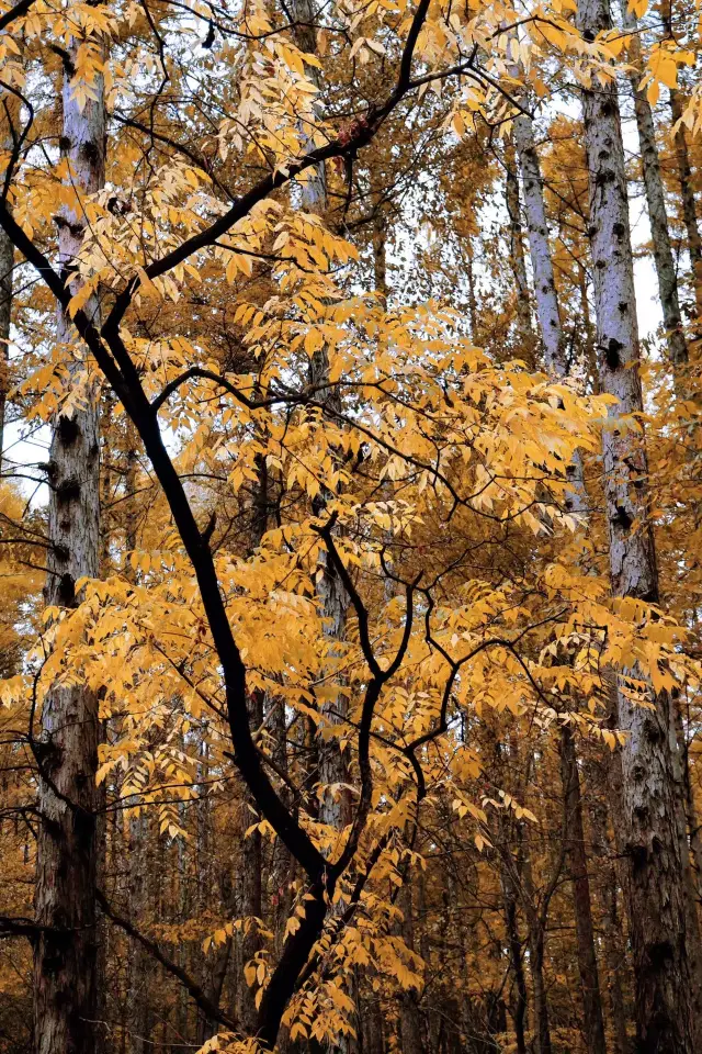 Complete Guide for 3 Days and 2 Nights in Changchun