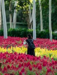 廈門忠崙公園攻略|金秋打卡8000㎡鳳尾雞冠花海