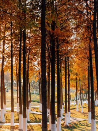 Changsha Songya Lake Autumn Guide: Encounter the Stunning Bald Cypress Lake Scenery