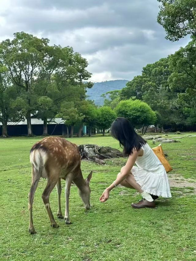 奈良！小鹿亂撞的治癒之旅