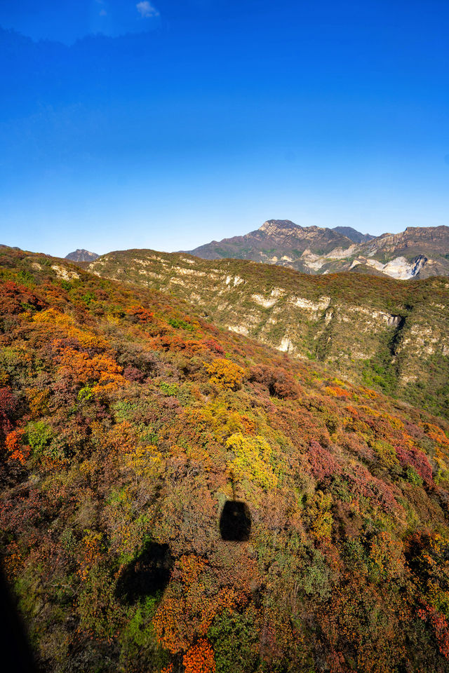 坡峰嶺反向操作賞秋攻略人少景美有貓撸