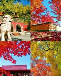 瀋陽秋日限定：地鐵直達的免費楓景，攜爸媽赴一場家庭治癒旅拍