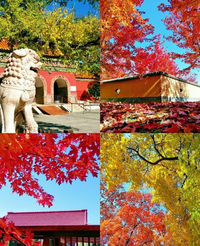 瀋陽秋日限定：地鐵直達的免費楓景，攜爸媽赴一場家庭治癒旅拍