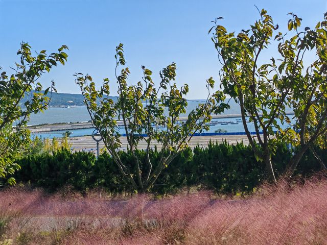 在粉紅疊翠中遠眺劉公島