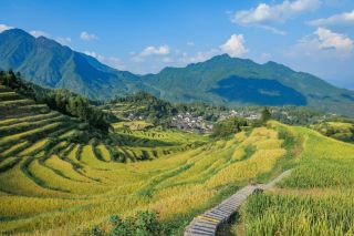 A must-visit for National Day! The fairy-tale-like Yunhe Terraces with autumn golden waves of rice are stunning～