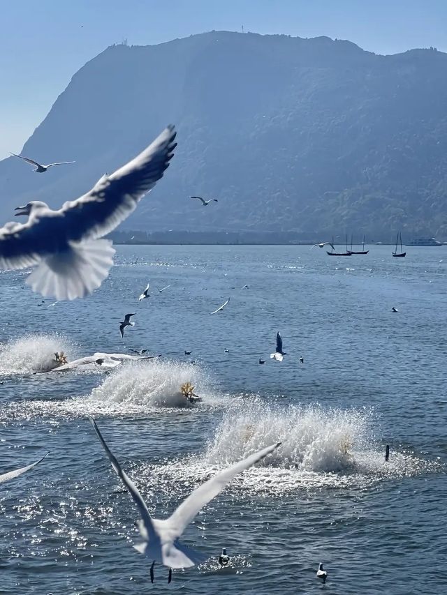 昆明冬天的浪漫 海鷗佔一半